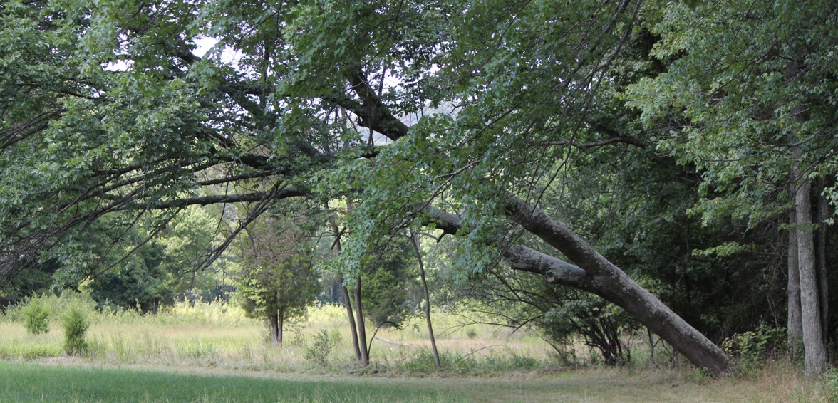 bent tree